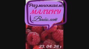 Продолжаем готовить посадочный материал  малины