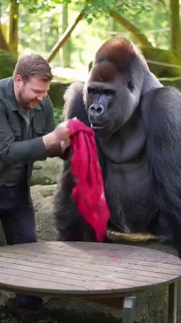 Горилла в шоке от фокуса с исчезающим котом. #горилла #фокус #кот #реакция #смешно #животные #shorts