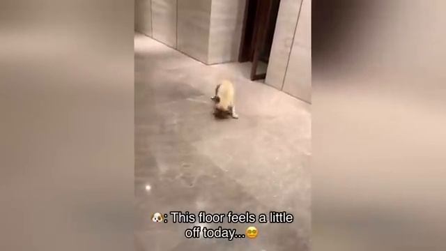 Смешные видео с хомяками: милые и забавные моменты животных