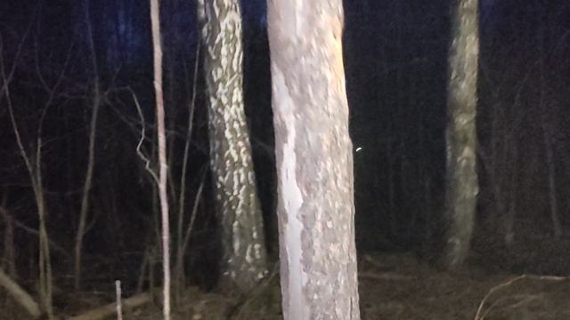 Под Луной: теория о том, что организм заболевает, когда ему это нужно. На своем примере - корешки