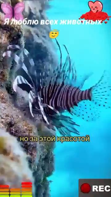 Животные-приколы и не только😉😅