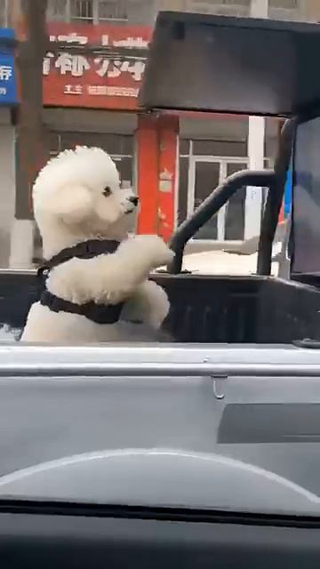 Собака танцор