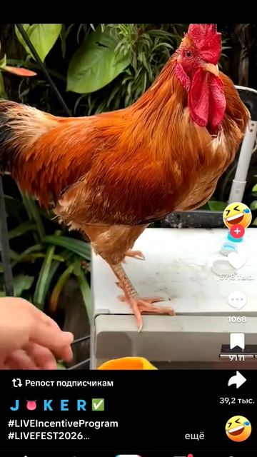 петух 🤣🤣🤣🤣🤣🤣🤣🤣