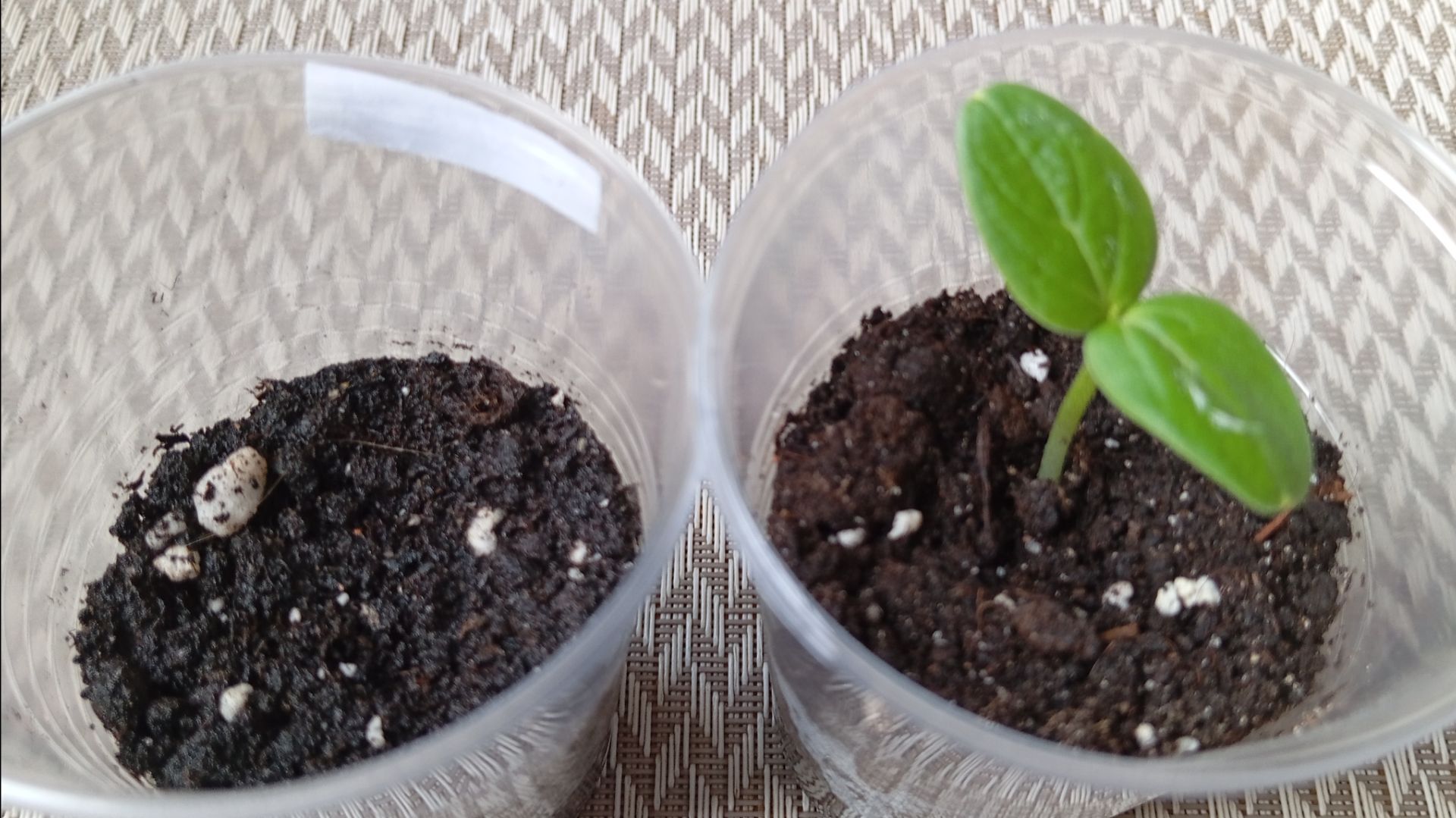 Всхожесть семян огурцов в сезоне 2026 г. Какие лучше обработанные или нет.