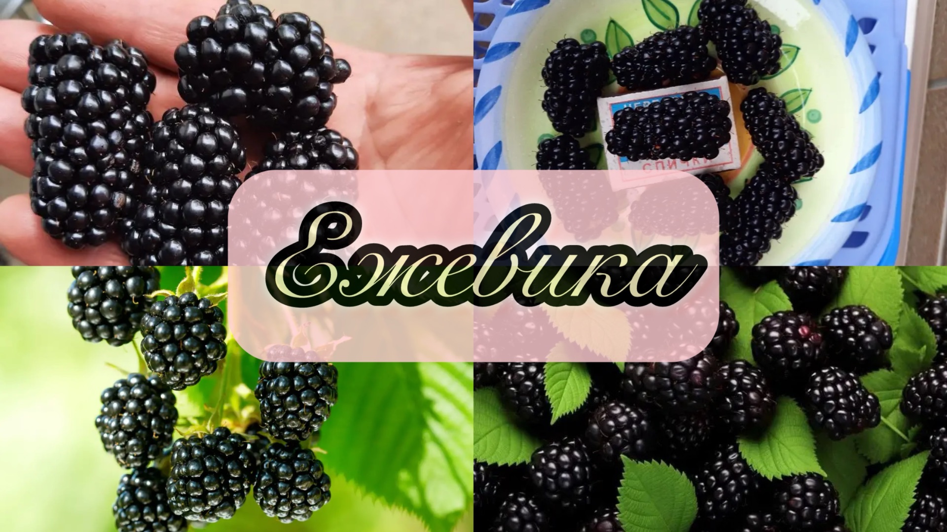 КОРОЛЕВА МОЕГО САДА: результат зимовки ежевики