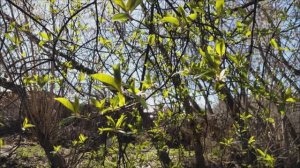 Начало жизни.