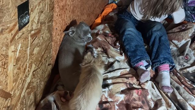 Супер МИНИ  Геркулес и стандарт Гелиос ждут мам и пап #купить_щенка_чихуахуа_продаю +79215950848