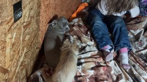 Супер МИНИ  Геркулес и стандарт Гелиос ждут мам и пап #купить_щенка_чихуахуа_продаю +79215950848