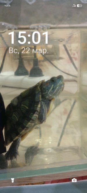 моя черепаха Василиса