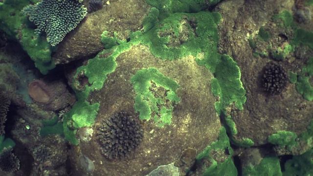 Trip Vietnam - UNDERWATER