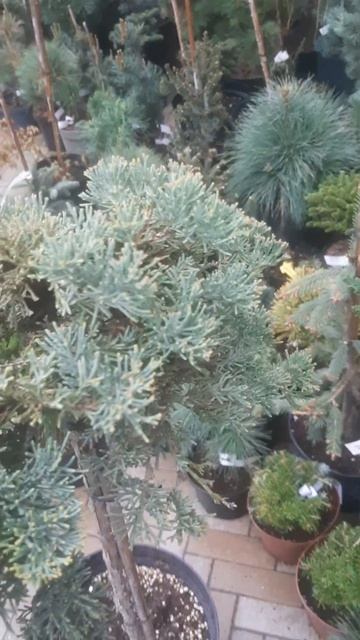 ❤🌲Можжевельник Голден Карпет
✔Продажа растений в макс и телеграм канале: https://t.me/love_is_hvoiny