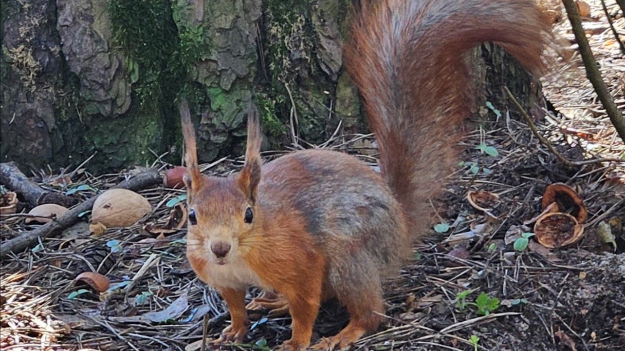 Белка ест с руки.