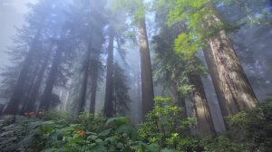 Звуки природы: дыхание гармонии, медитация, белый шум #10