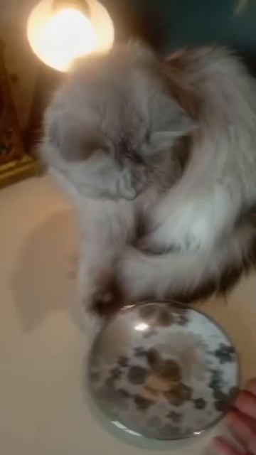 ДАГЕСТАН!!! ДЕРБЕНТ!!!

У них совсем никого нет. Они брошенные и одинокие, больные и голодные.