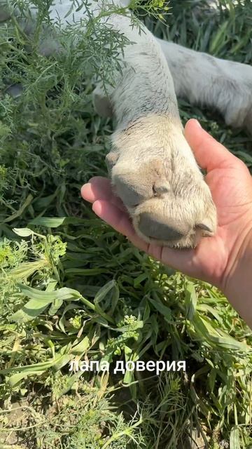 дай друг на счастье лапу мне