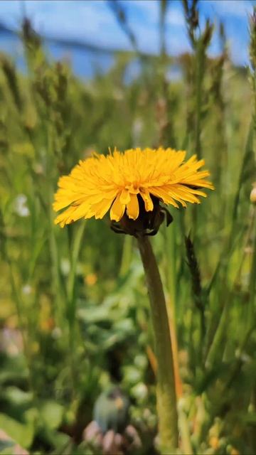 Весна на Дону. (Мелодия от AI Suno  и от меня) #весна #природа #Дон