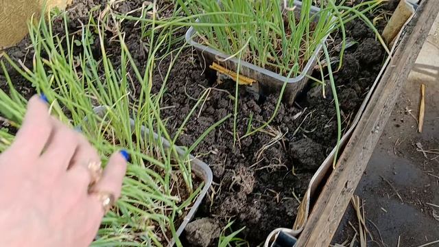 Сибирь. Как переночевали мои томаты 🍅 в теплице. 24 апреля 2026.