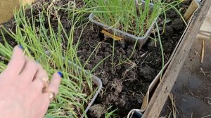 Сибирь. Как переночевали мои томаты 🍅 в теплице. 24 апреля 2026.