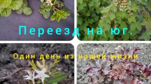 25-04-26/ Живём и работаем на Кубани/Опять цветы/ Посеяла морковь/ Бездрожжевой хлеб/ Наша жизнь/