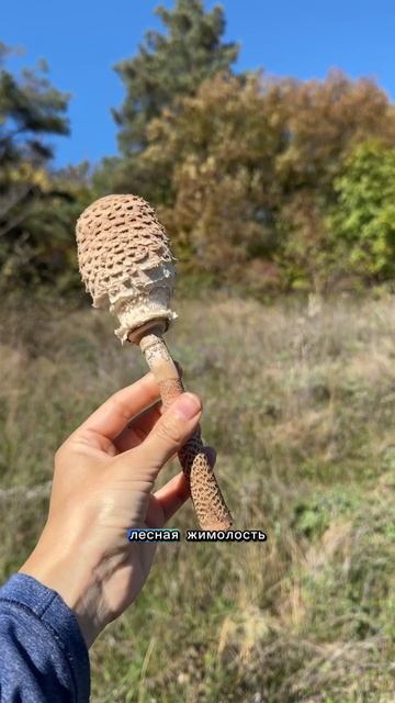 Не ешь это в лесу! 😱🌲 #лес #еда