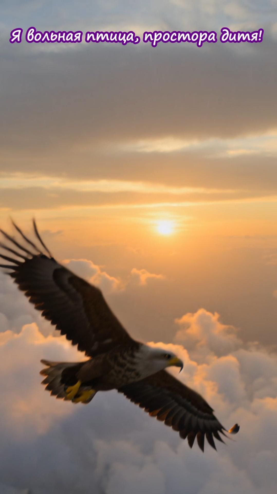 «Душа не знает границ, когда она обретает крылья.