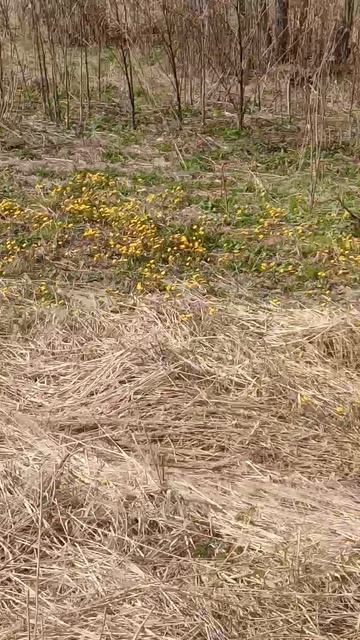 25.04.26. Мать- мачеха и козы