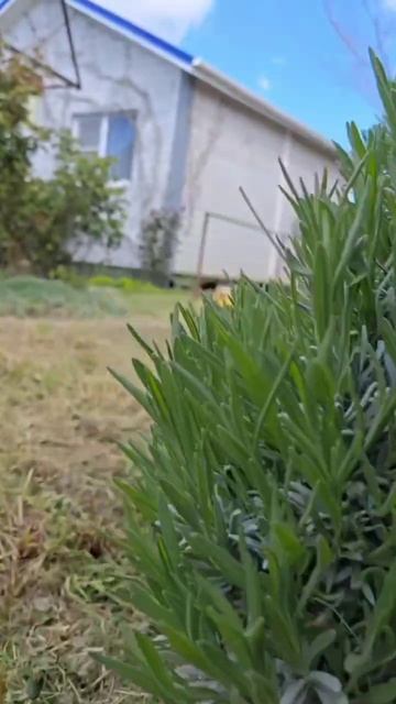 Сколько животных в видео? Мой участок и коты!!!