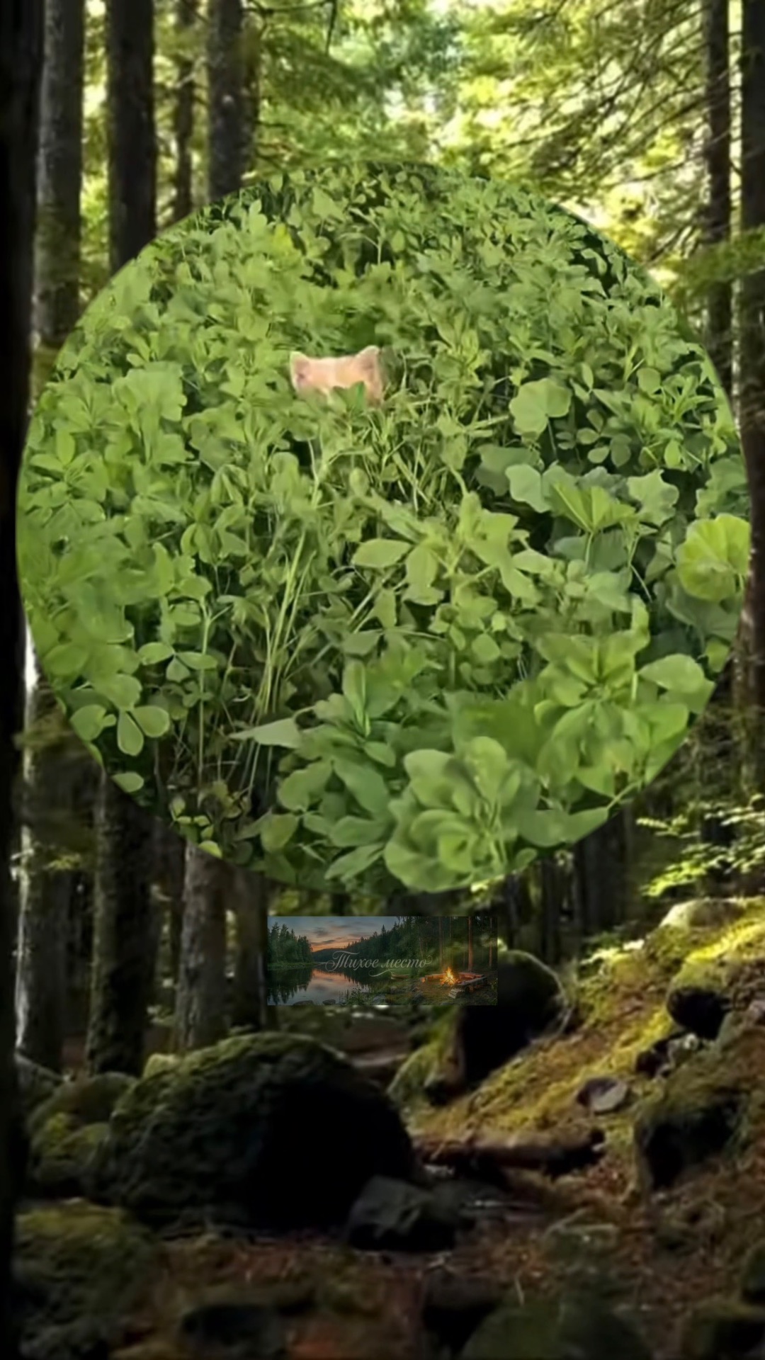 Самое милое видео, которое ты увидишь сегодня.