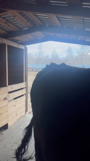 ❤️
#приютСудьба #приютдляживотных #животные #коровы