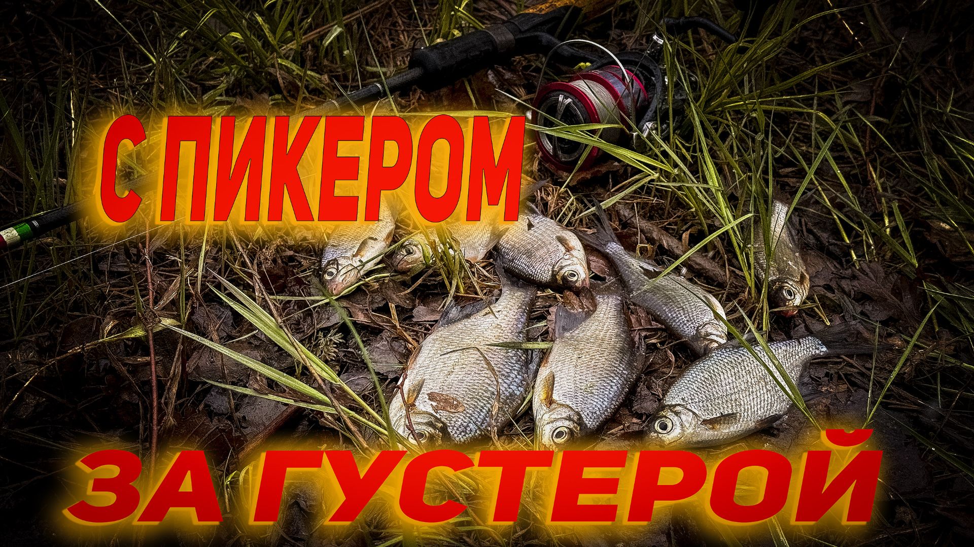 С пикером за дофамином | Густера, подлещик гнут тонкую вершинку | Новый вложик с дождем и снегом