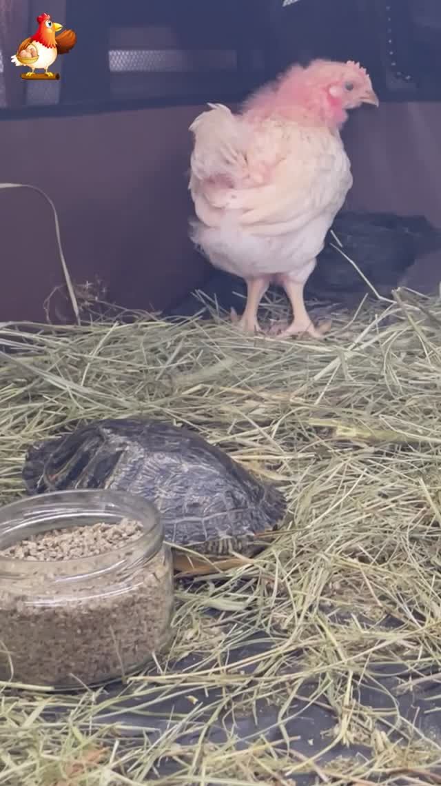 Черепаха и 3 цыпленка (2)