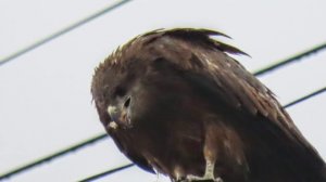 Чёрный коршун гулял. Чёрная кряква