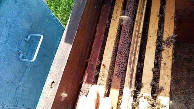 Неудачный двух маточный старт по методу Малыхина В.Е. в лежаке.