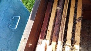 Неудачный двух маточный старт по методу Малыхина В.Е. в лежаке.