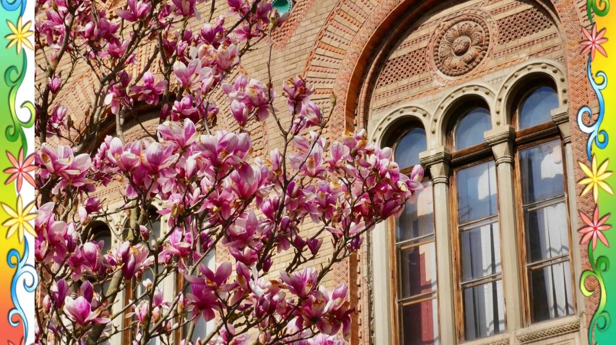 Чернівецький   національний   університет  в   Магноліях   2026