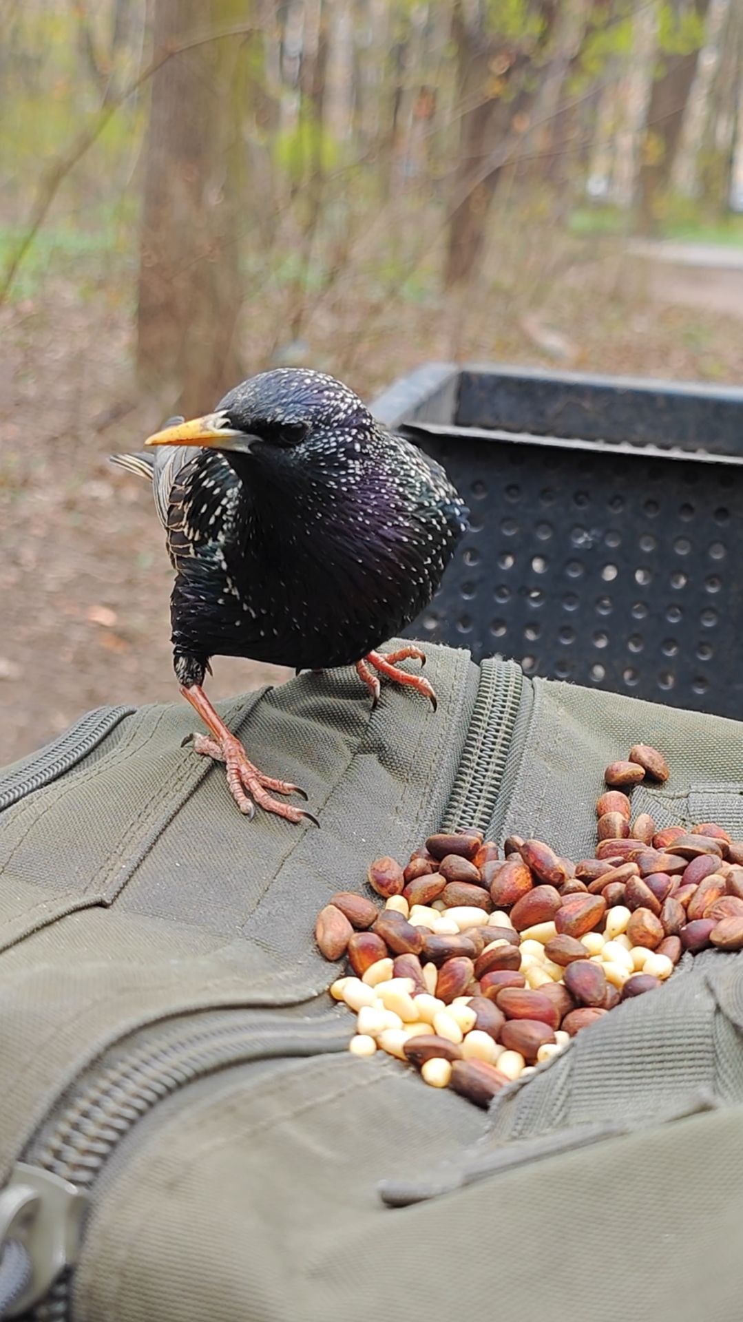 Голодный скворец