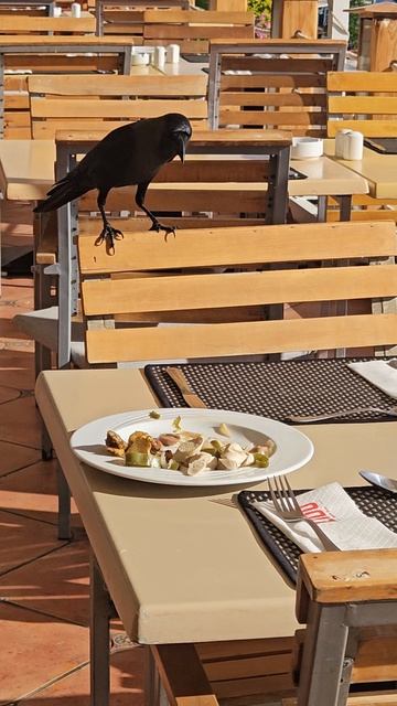 💥Наглые вороны💥отель Лидо шарм💥