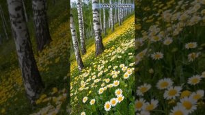 Сибирь-Матушка. Песня о Сибири. #сибирь #песня #музыка #музыкадлядуши