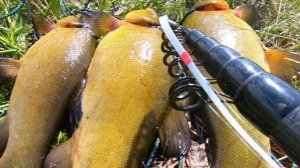 Ловля КРУПНОГО ЛИНЯ на БОКОВОЙ КИВОК! Приехал за карпом а клевали ЛИНИ-КАБАНЫ