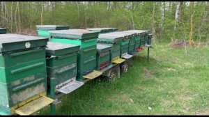 Коротко о главном на пасеке 25 апреля .