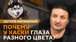 Эдгард Запашный. Хаски: преданные компаньоны с непростым характером