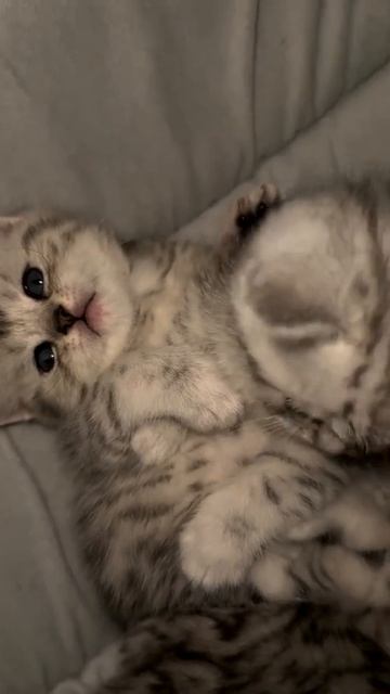 Клип @meowtaverse