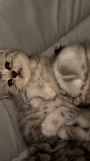Клип @meowtaverse