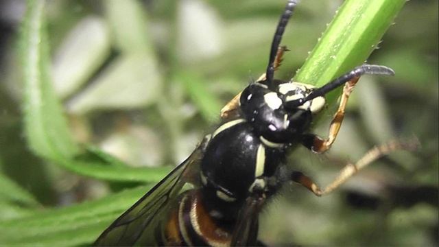 ИНСЕКТАРИЙ: 466. Оса Рыжая (Vespula rufa) 2V