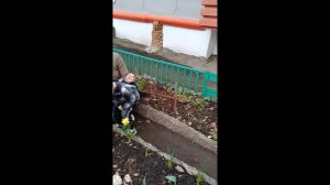 Цветут нарциссы.