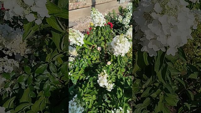 Метельчатая гортензия Меджикал Файер.