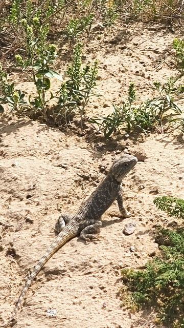 Смешная Агама!