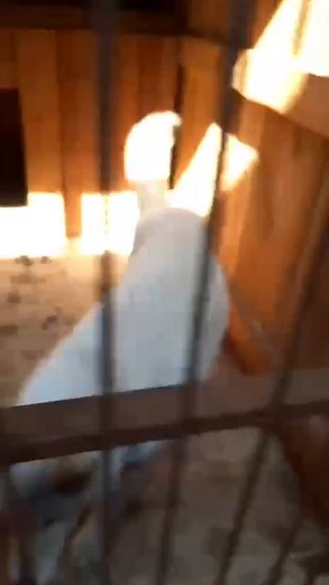 ПОСТ 🆘🆘🆘 НЕ ДАЙТЕ ФАШИСТАМ КАЗНИТЬ Ангела 🆘🆘🆘Оренбург 📣 ОТЛОВ
Срочно ищет руки или передержку