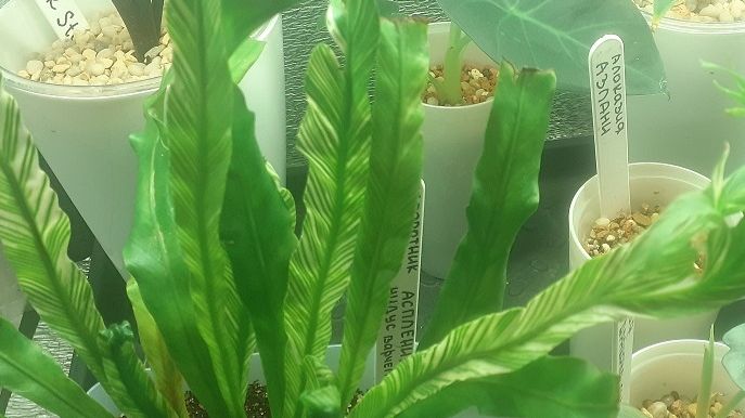 25.04.2026 Мои домашние цветочки (часть 2).