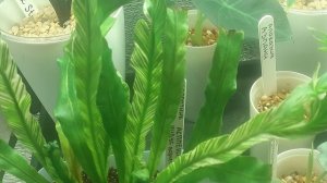 25.04.2026 Мои домашние цветочки (часть 2).